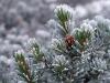 Christmas Tree 7